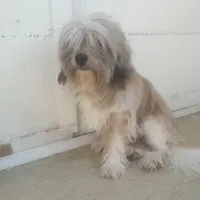 سگ گمشده