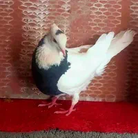 طوقی هفت رنگ