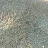 علف سبزه منی۱۸۵تومان