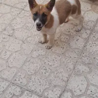 ۲تومن