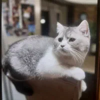 بریتیش نر یکساله جهت جفت گیری