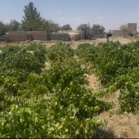 باغ-انگور-400متری-جاده-تهران