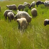 گوسفند وبره