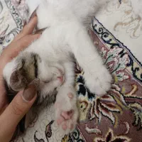 واگذاری رایگان بچه گربه