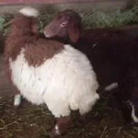 گوسفند کی داره