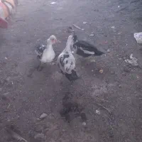 اردک روسی
