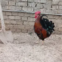 خروس