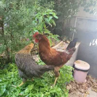 مرغ و خروس
