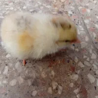 جوجه یکروزه