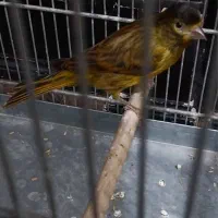 گلبسر قناری سرخ جوجه ۴ ماهه