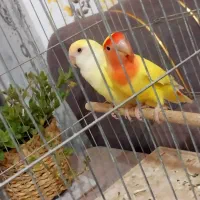 طوطی کوتوله با قفس