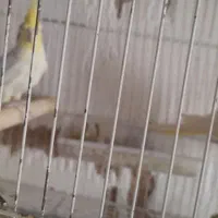 دوعدد عروس هلندی نر و ماده