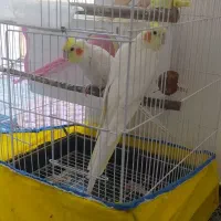 عروس هلندی