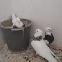 کبوتر طوقی