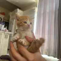 واگذاری بچه گربه