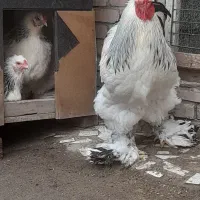 تخم وخروس برهما