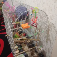 قفس بزرگ|لوازم جانبی حیوانات|محمدیه-قزوین, |دیوار