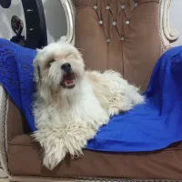 جسی پشمالو دختر