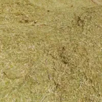 کاه عدس مرجی سامان  در باردون
