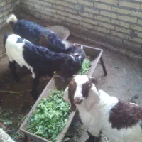 بز نر|حیوانات مزرعه|دزفول, |دیوار