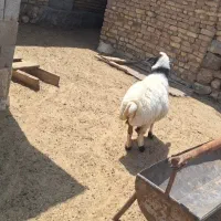 میش|حیوانات مزرعه|فولادشهر, مدیسه|دیوار