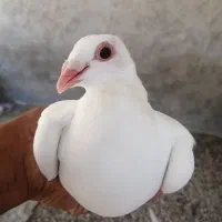 کبوتر موریس ماده مسافتی