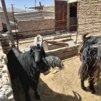 چبش کردی اصل در کوهبنان