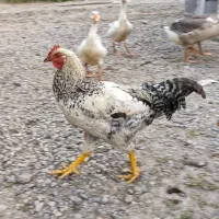 خروس