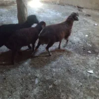 بره سبک