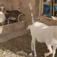 فروش نربز سانن