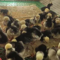 فروش جوجه 3روزه لهستانی