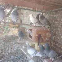 کبوتر