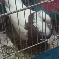 کبوتر طوقی