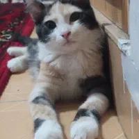گربه
