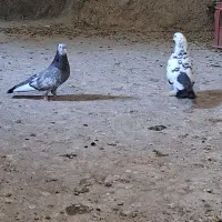 یک جفت کبوتر