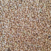 گندم|خوردنی و آشامیدنی|مبارکه, |دیوار