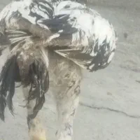 جوجه لاری