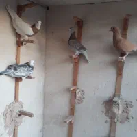 کبوتر آلمانی