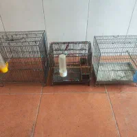 قفس پرنده