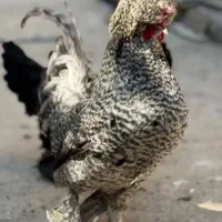 مرغ و خروس سلطان