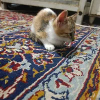 یک عدد گربه