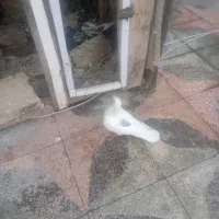 کفتر خوبو