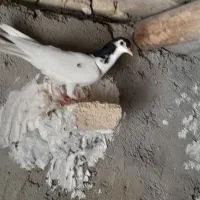 کبوتر