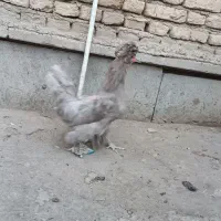 مرغ و خروس