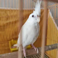 آلبینو ماده