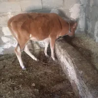یک عدد گوساله ماده خوش خوراک
