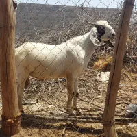 دوعدد کهر نر
