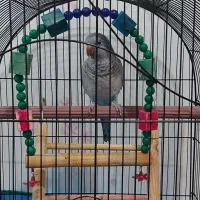 طوطی راهب