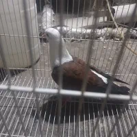 پرنده
