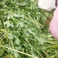 یونجه خرمنکوبی اول چین